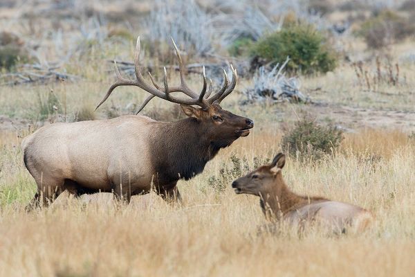 Archer, Ken 아티스트의 Bull elk patrolling작품입니다.
